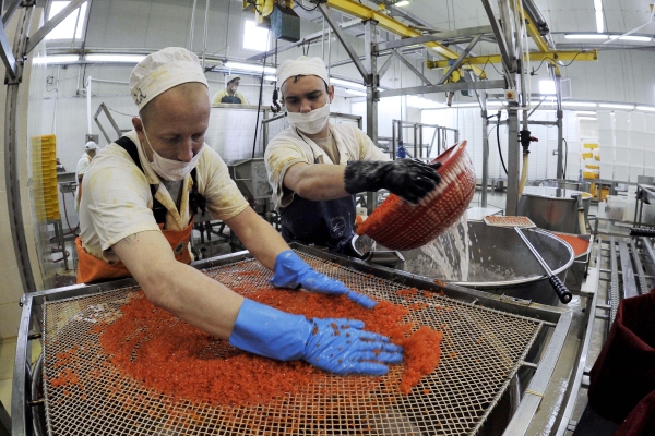  Вылов и переработка лососевых рыб на предприятиях компании «Устькамчатрыба»